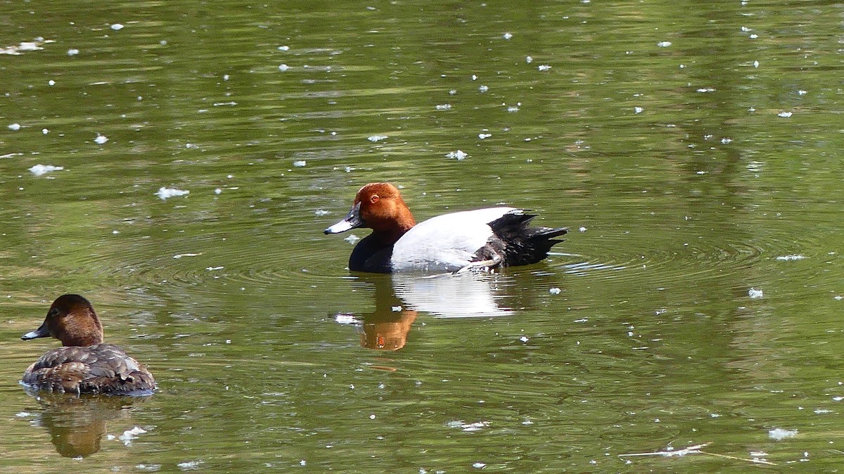 Common Pochard - ML635784284