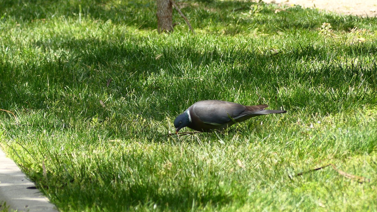 Common Wood-Pigeon - ML635784314