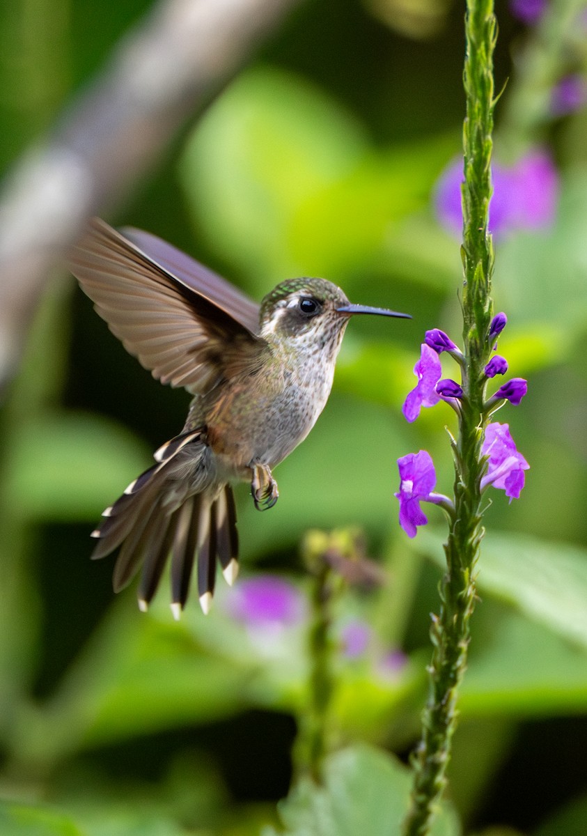 Schwarzohrkolibri [melanogenys-Gruppe] - ML635784320