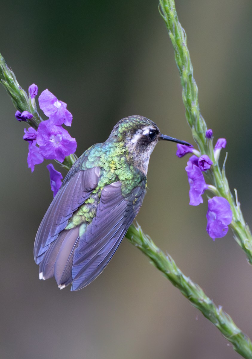 Schwarzohrkolibri [melanogenys-Gruppe] - ML635784325