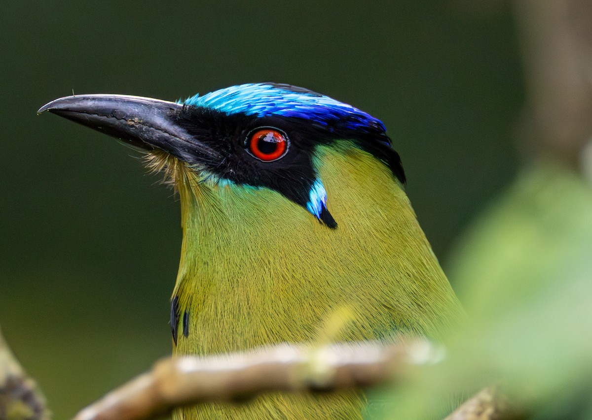 Hochlandmotmot - ML635784347