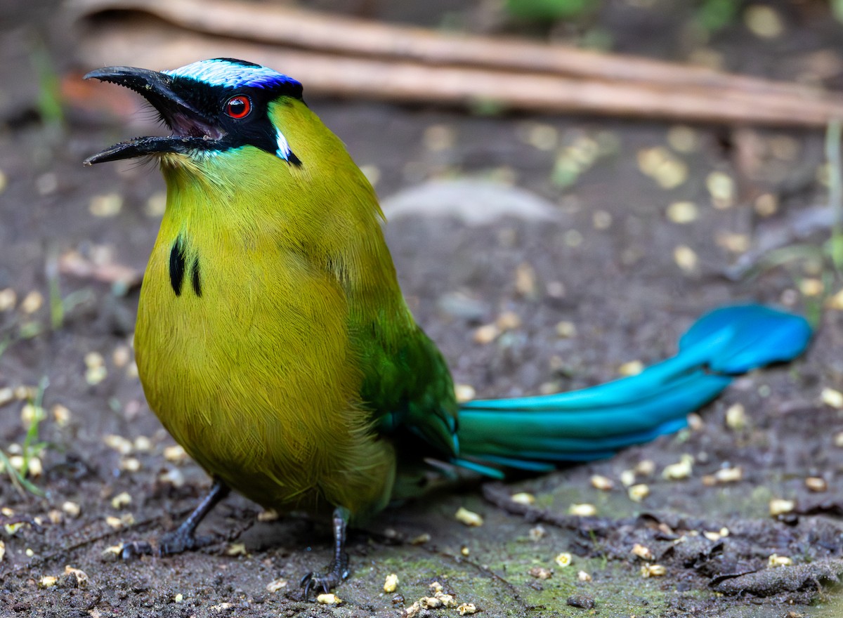 Hochlandmotmot - ML635784349