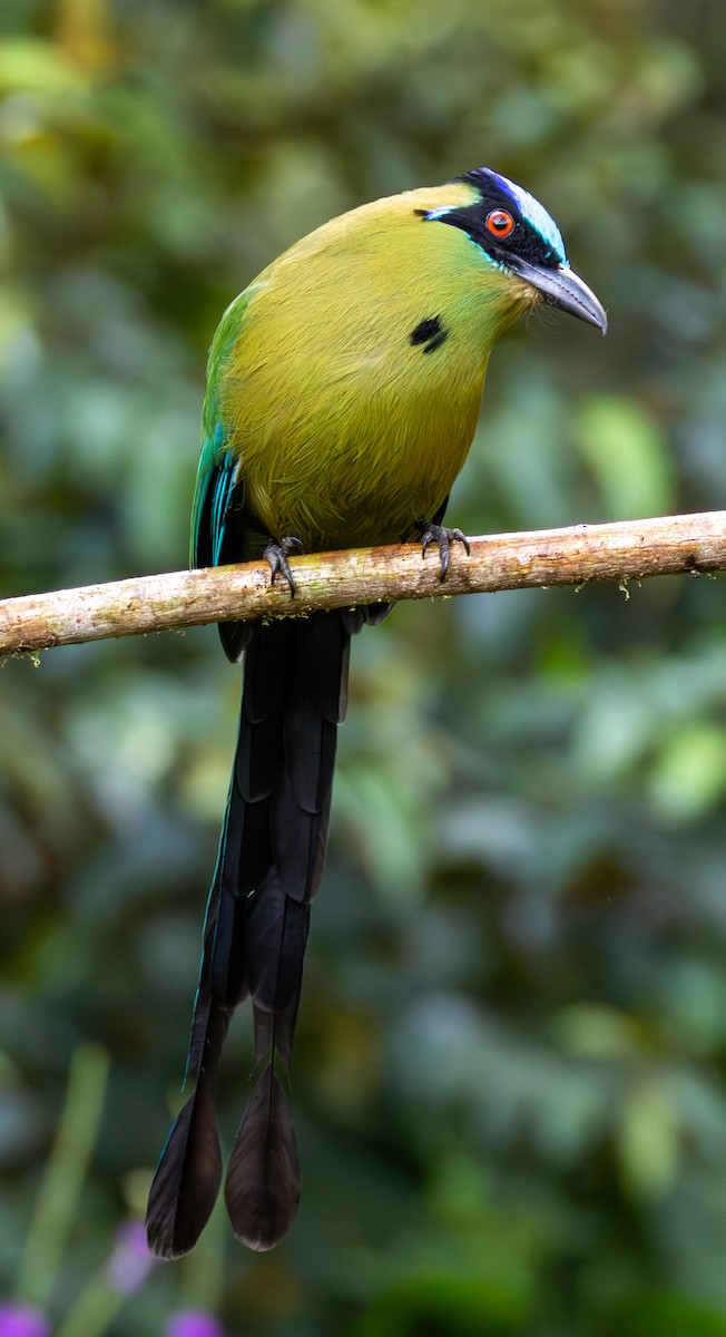 Hochlandmotmot - ML635784362