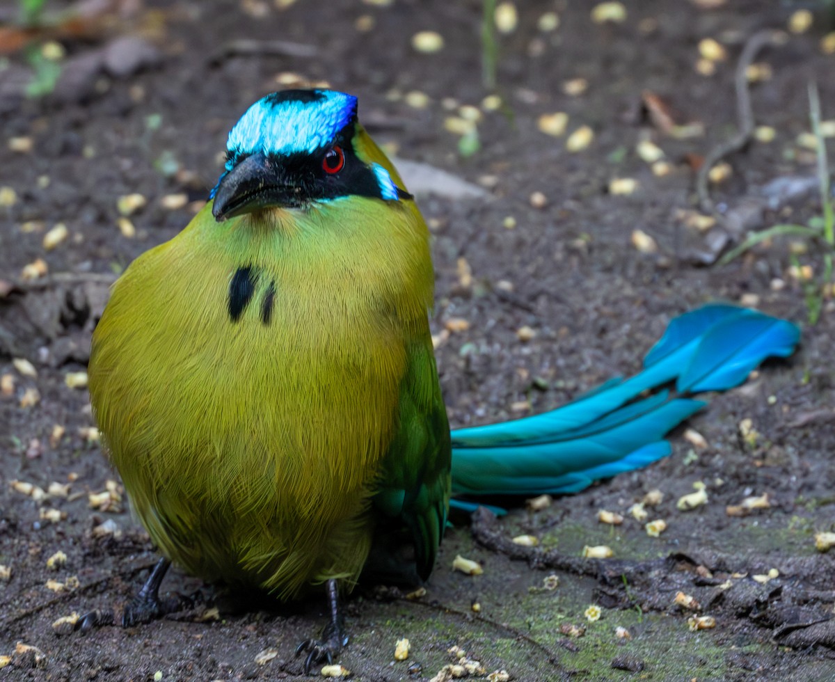 Hochlandmotmot - ML635784363