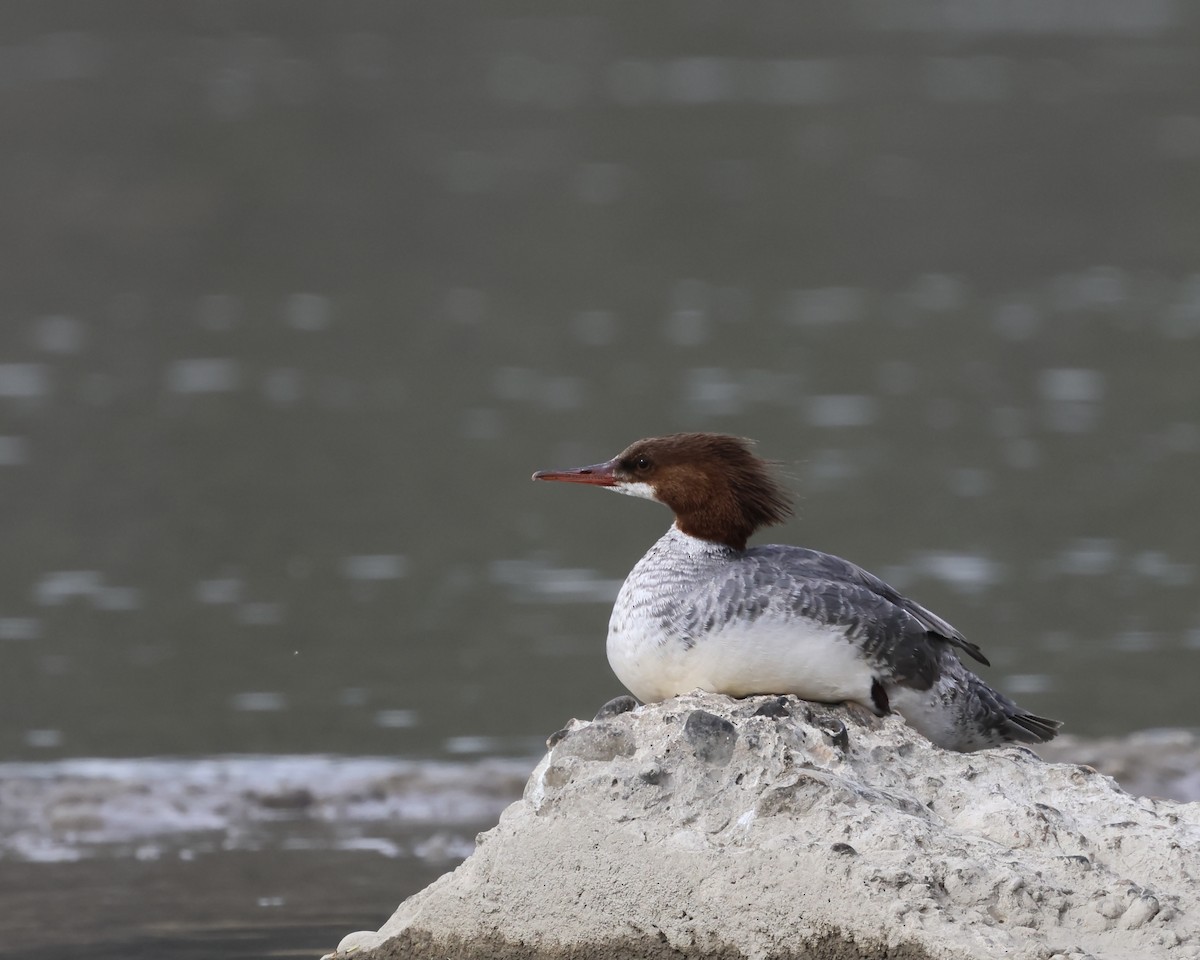 Common Merganser - ML635784496
