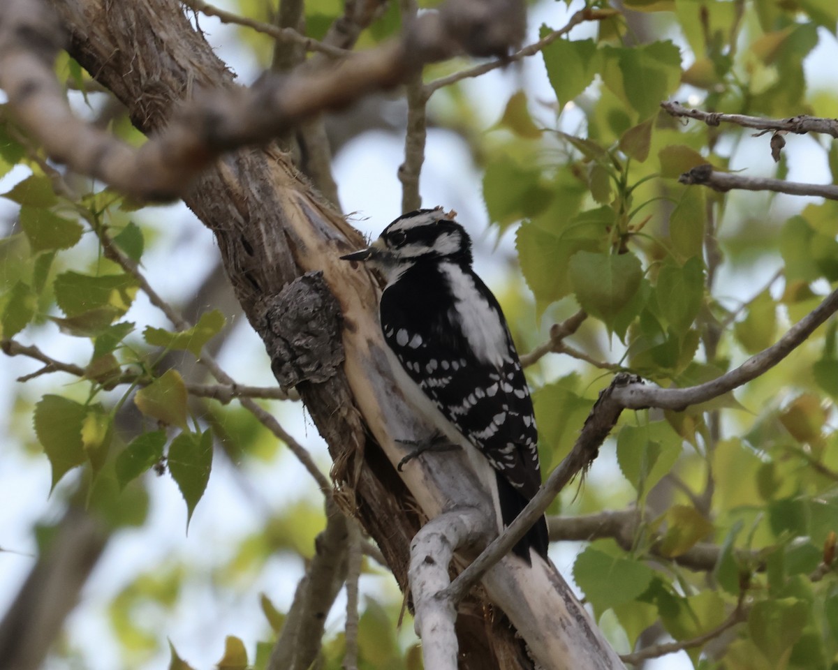Downy Woodpecker - ML635784521