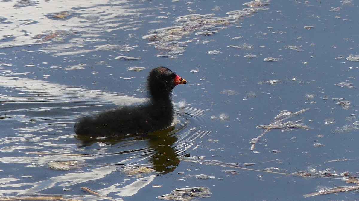 Eurasian Moorhen - ML635784528