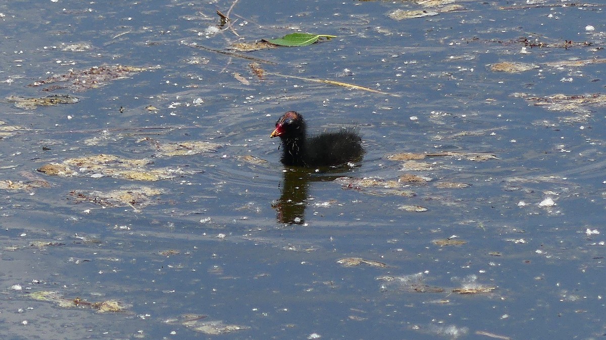 Eurasian Moorhen - ML635784529