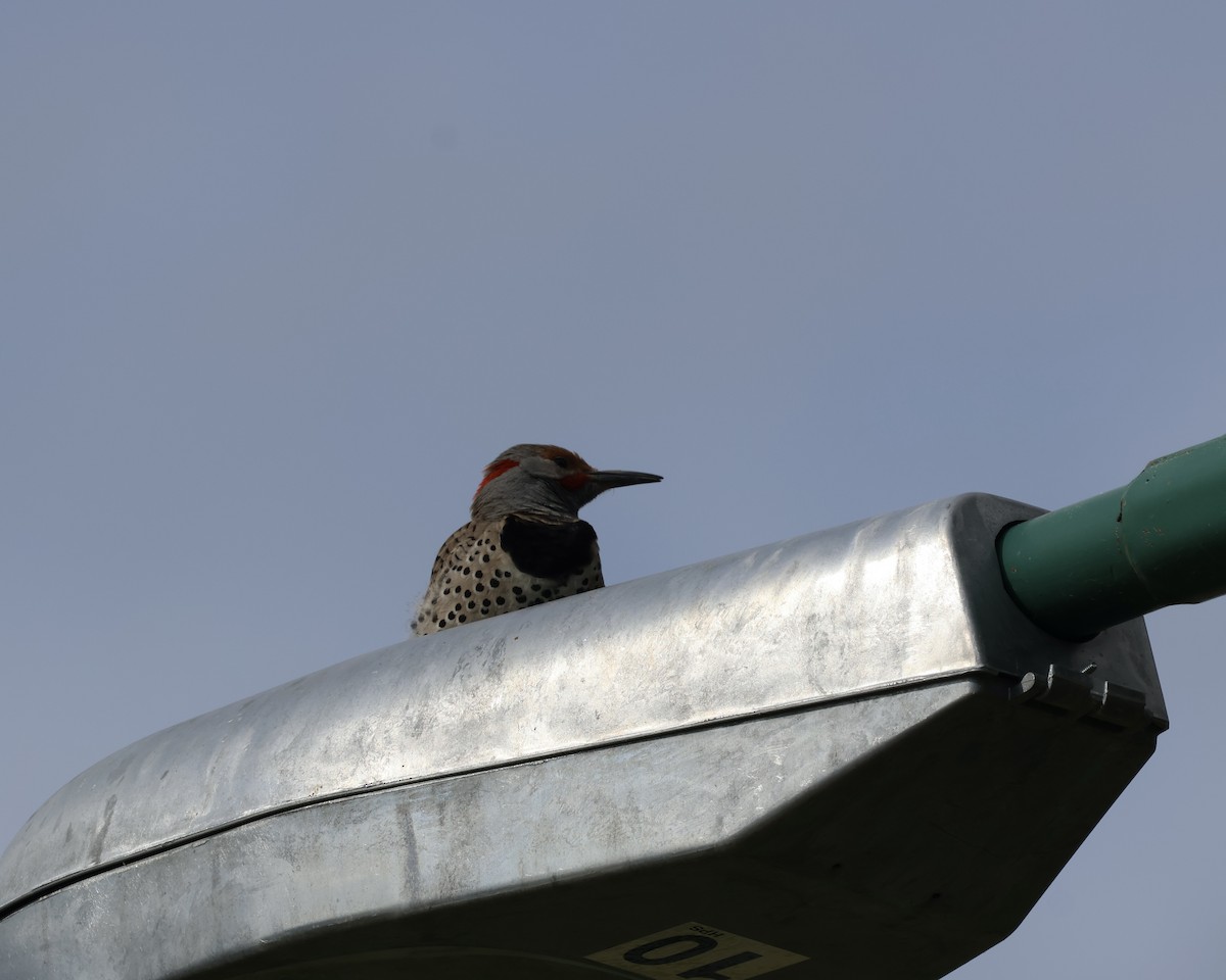 Northern Flicker - ML635784537
