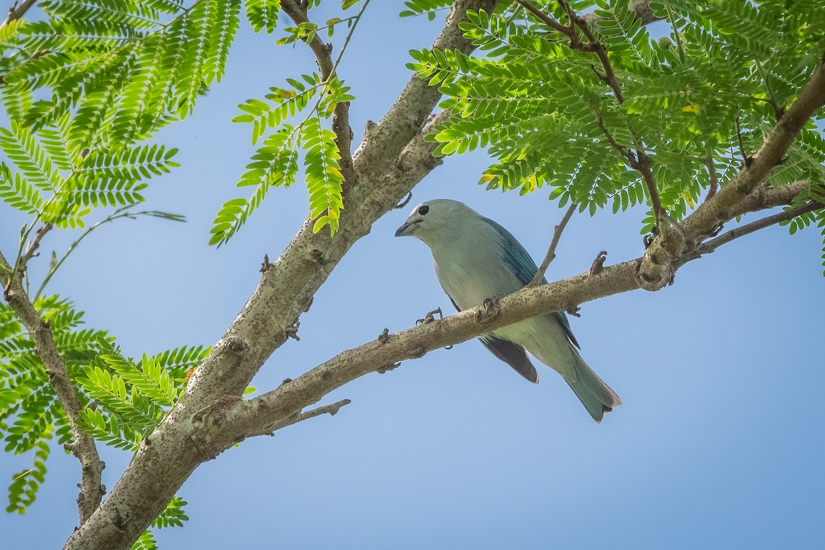 Blue-gray Tanager - ML635784543