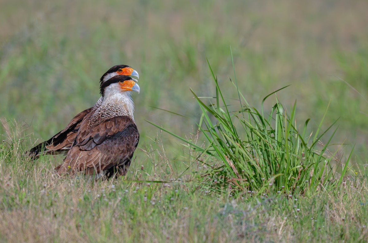 Crested Caracara (Northern) - ML635784549