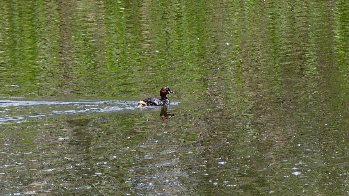 Little Grebe - ML635784587