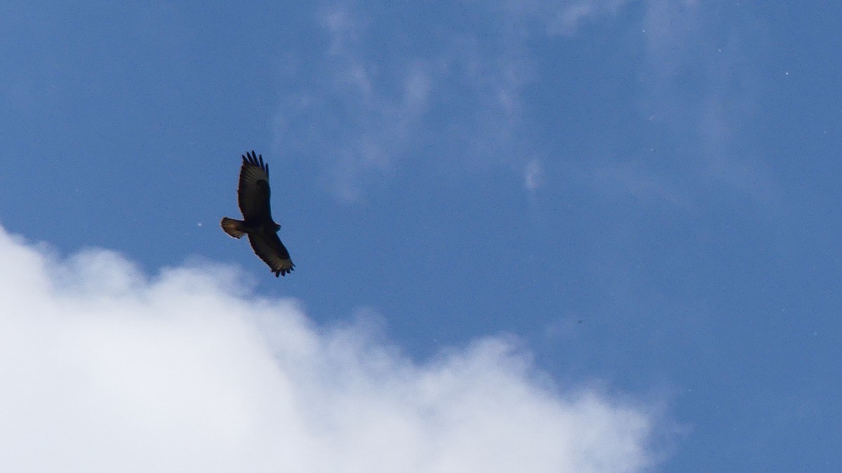 Common Buzzard - ML635784613
