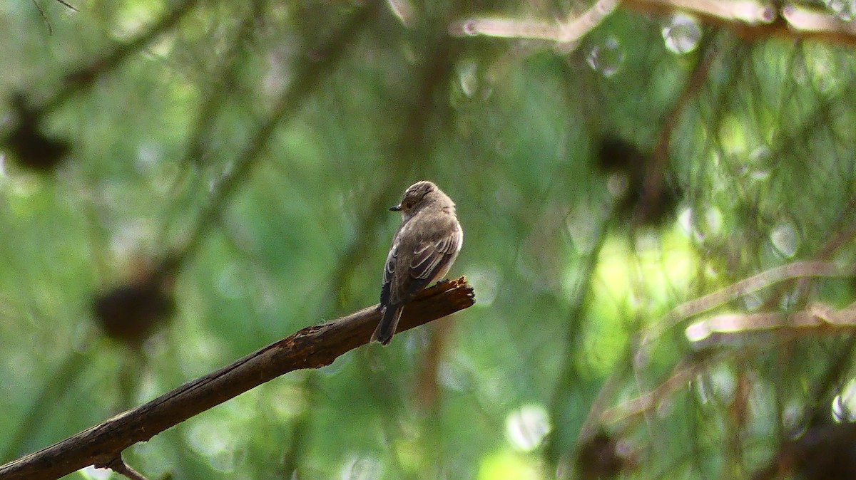 Spotted Flycatcher - ML635784666