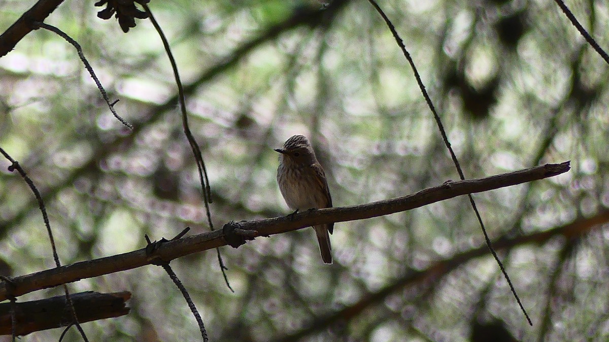 Spotted Flycatcher - ML635784667