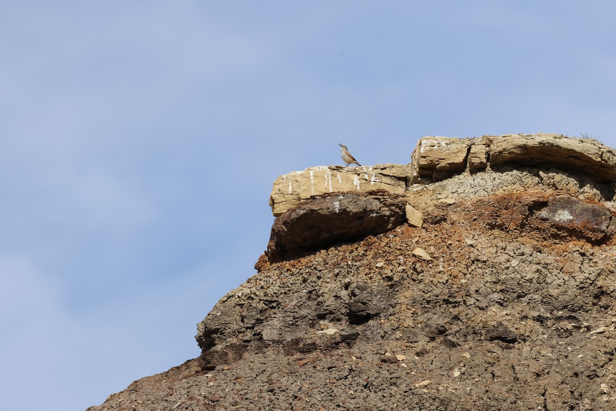 Rock Wren - ML635784694