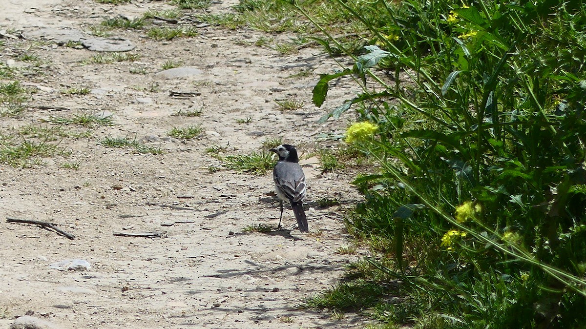 White Wagtail - ML635784710