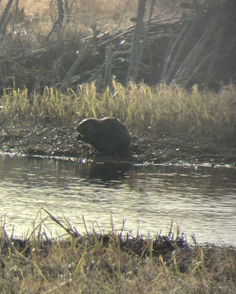 Kanadischer Biber - ML635784728