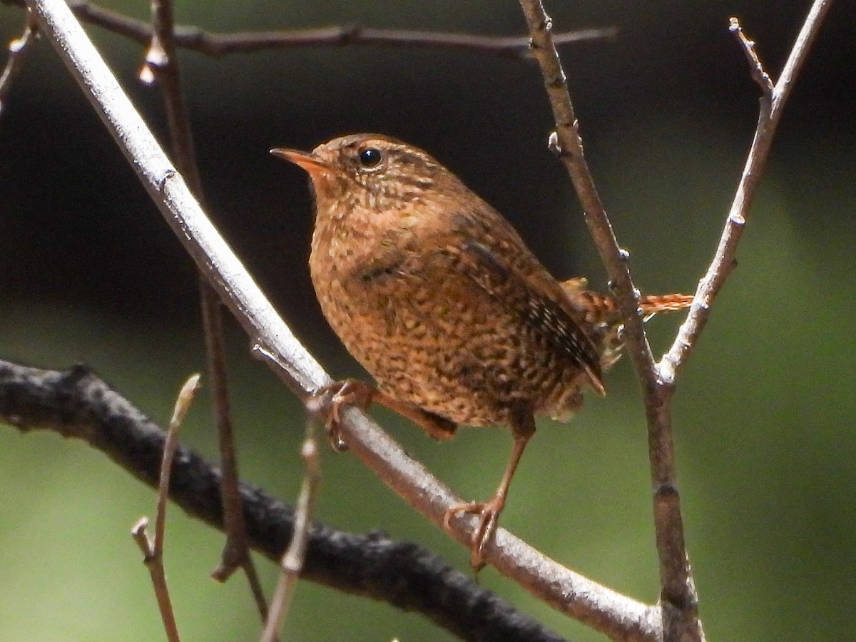 タイヘイミソサザイ - ML635784770