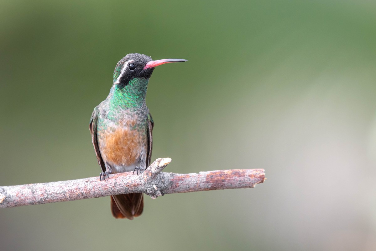 Xantus's Hummingbird - ML635784775