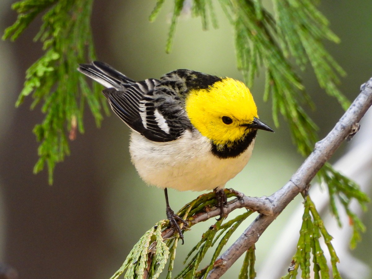 キガシラアメリカムシクイ - ML635784776