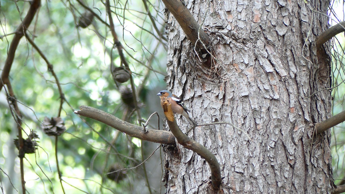 Common Chaffinch - ML635784782