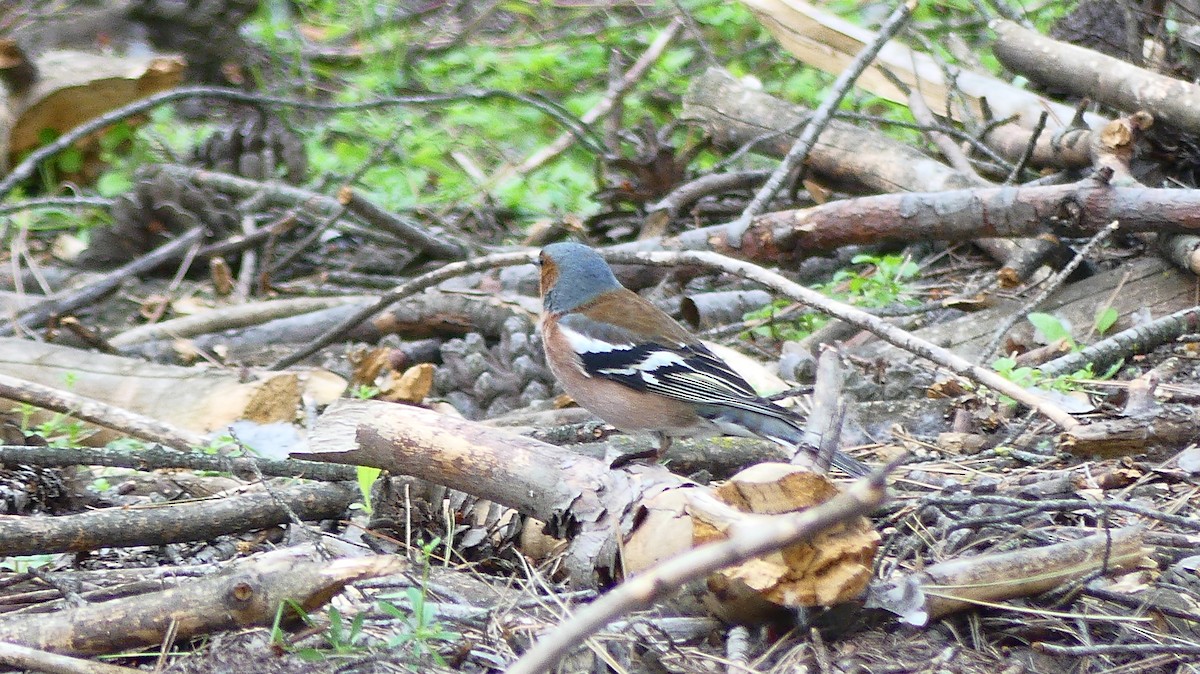 Common Chaffinch - ML635784783