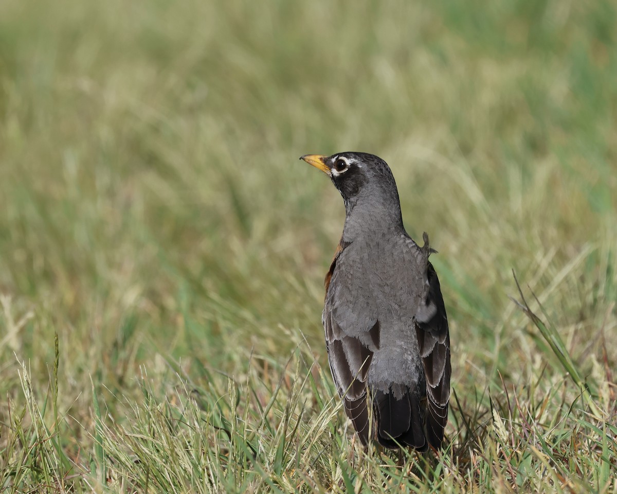 American Robin - ML635784795