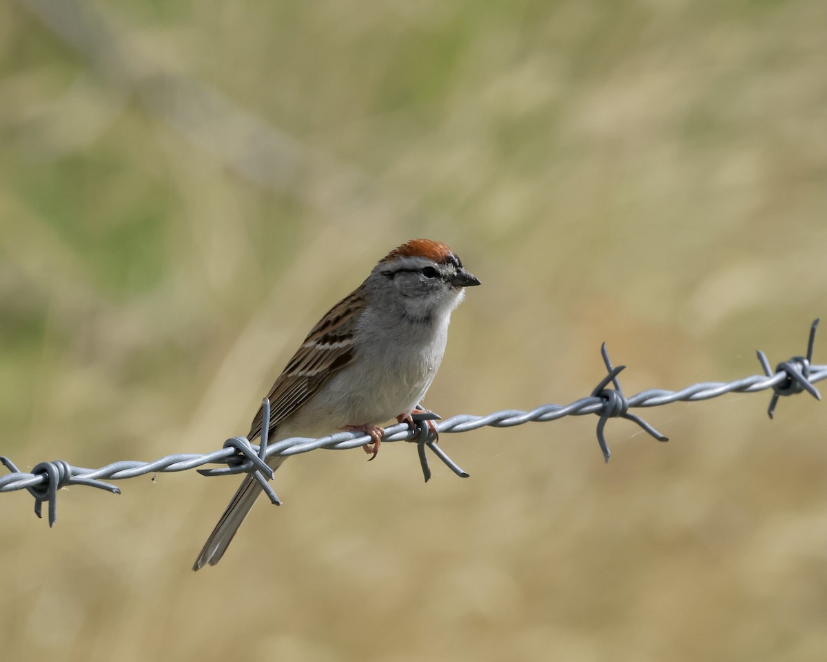 Chipping Sparrow - ML635784819