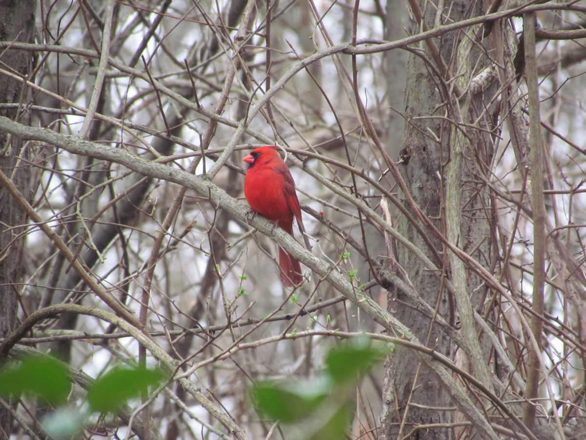 Kırmızı Kardinal - ML635784865