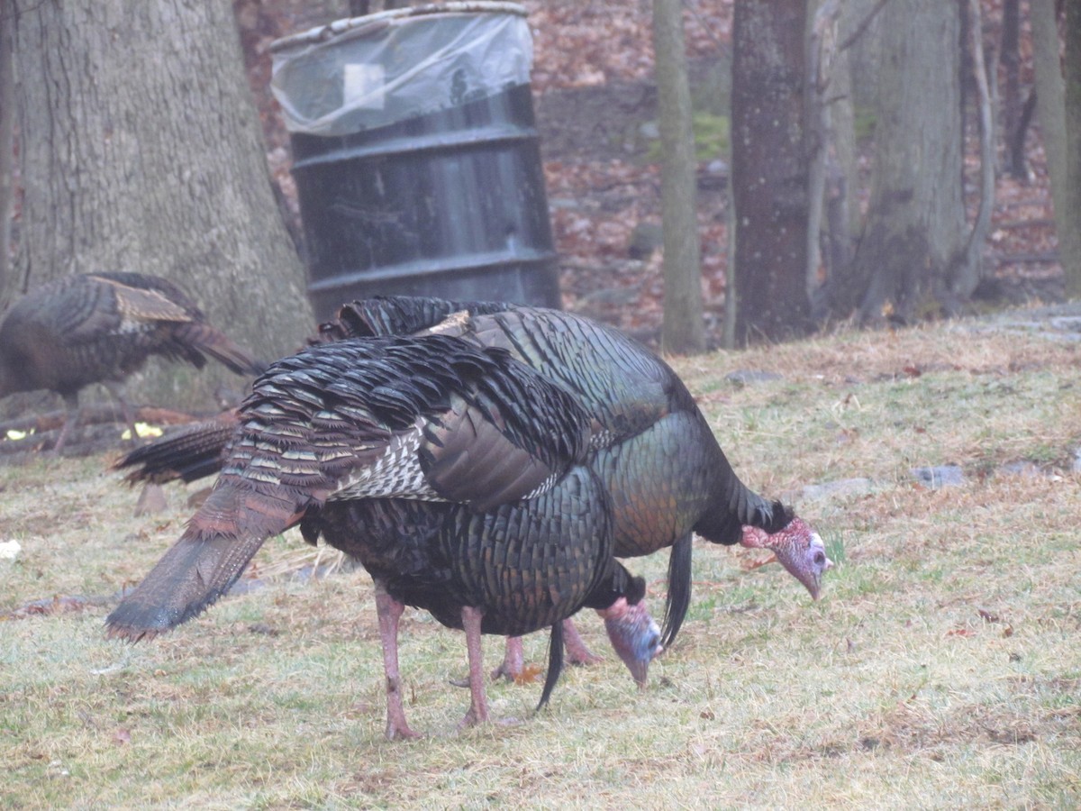 Wild Turkey - ML635784912