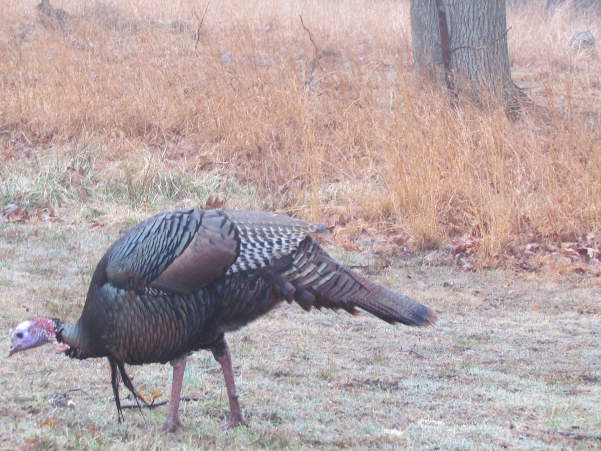 Wild Turkey - ML635784913