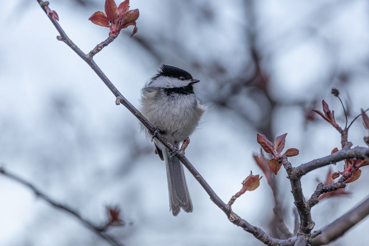 Black-capped Chickadee - ML635784918