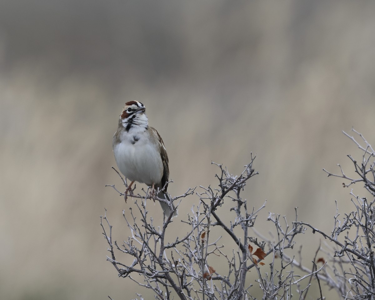 Lark Sparrow - ML635785023