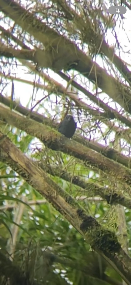 Slaty Finch - ML635785030