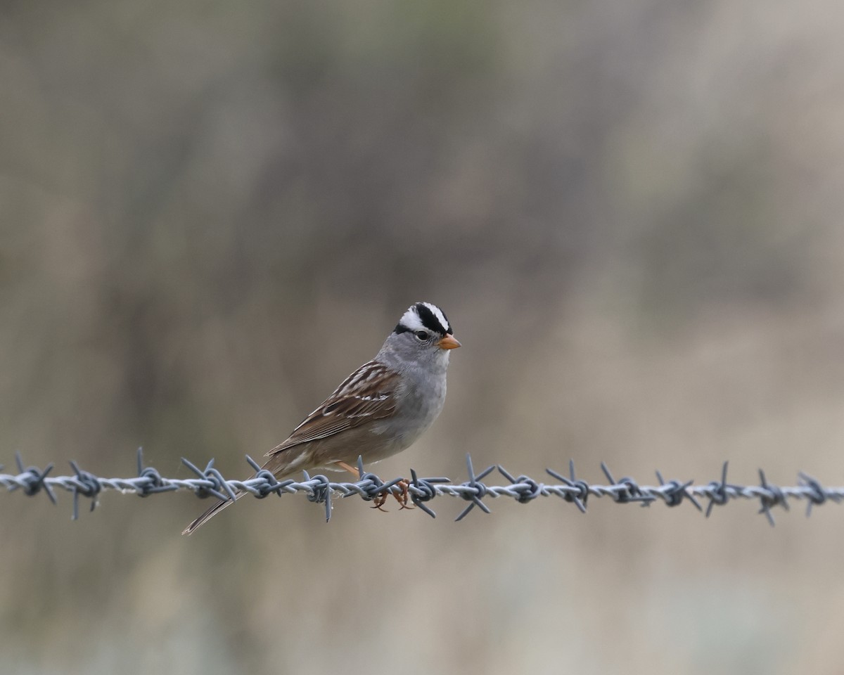 White-crowned Sparrow - ML635785143