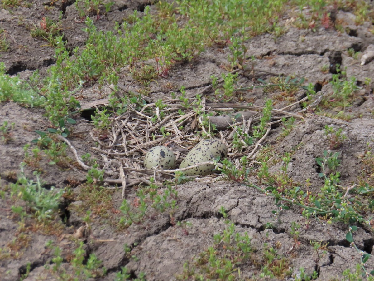 American Avocet - ML635785288