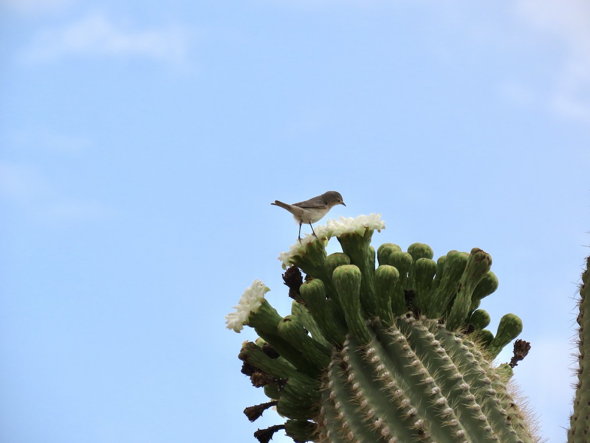 Lucy's Warbler - ML635785325