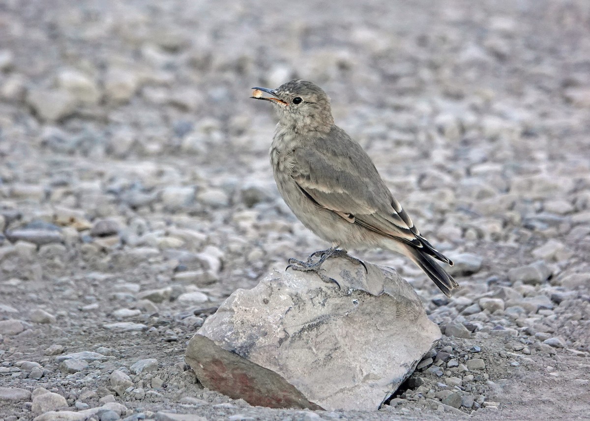 Creamy-rumped Miner - ML635785448