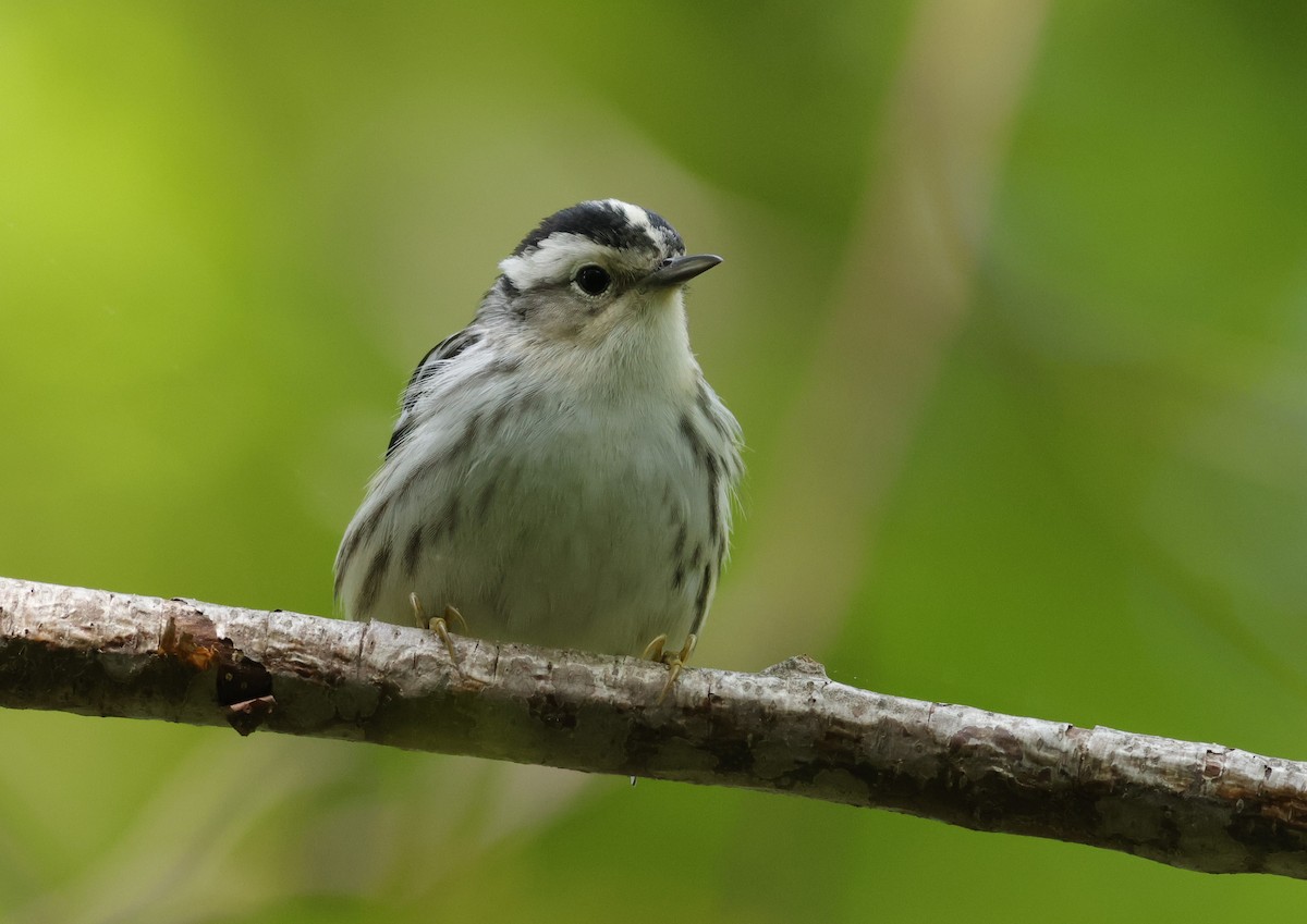 Black-and-white Warbler - ML635785756