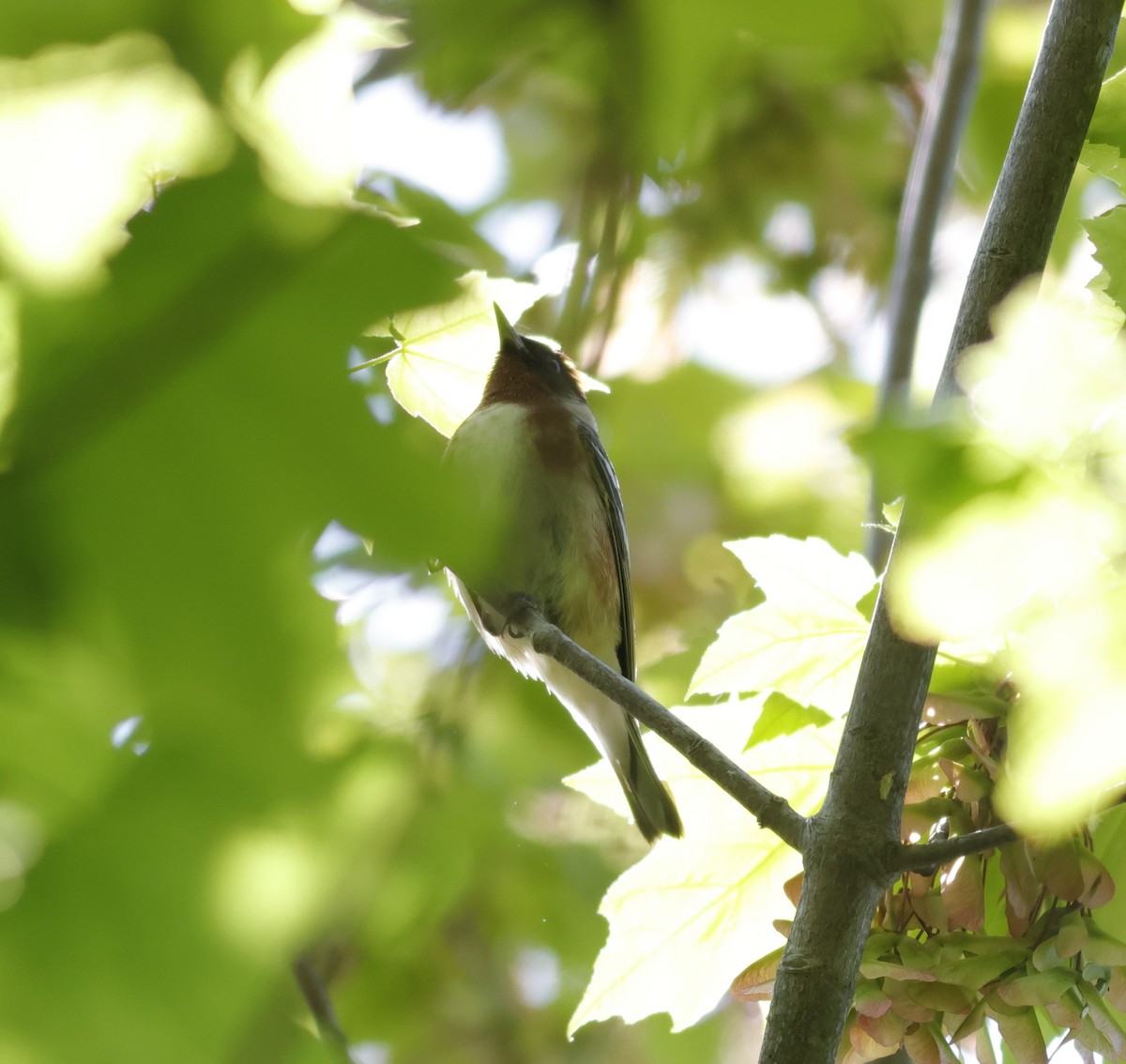 Bay-breasted Warbler - ML635785780