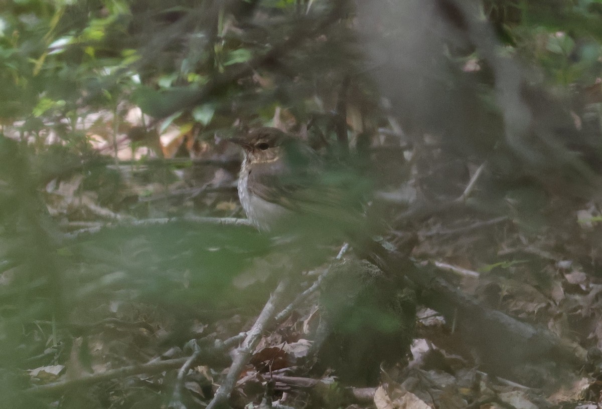 Swainson's Thrush (Olive-backed) - ML635785810