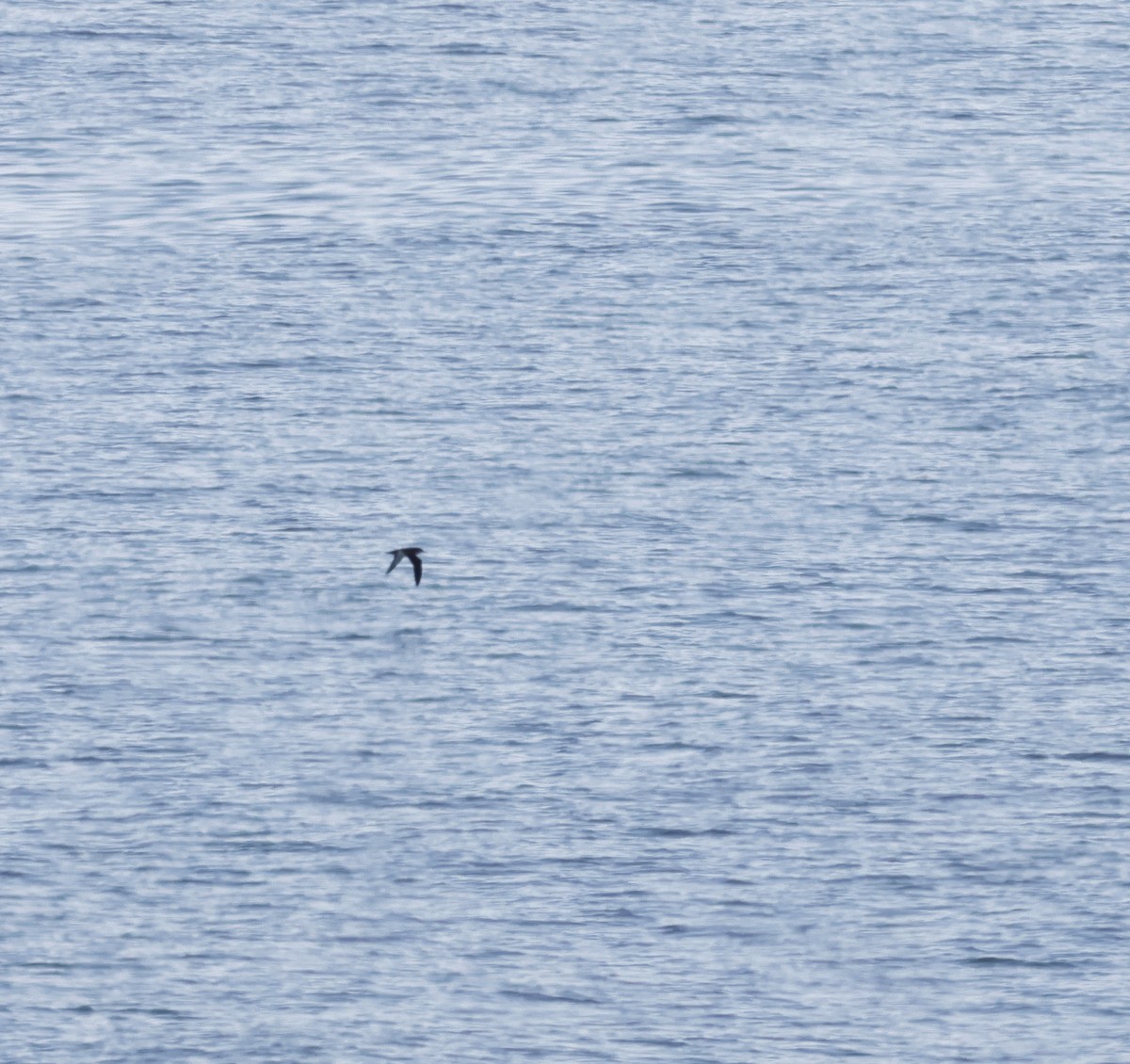 Manx Shearwater - ML635785826