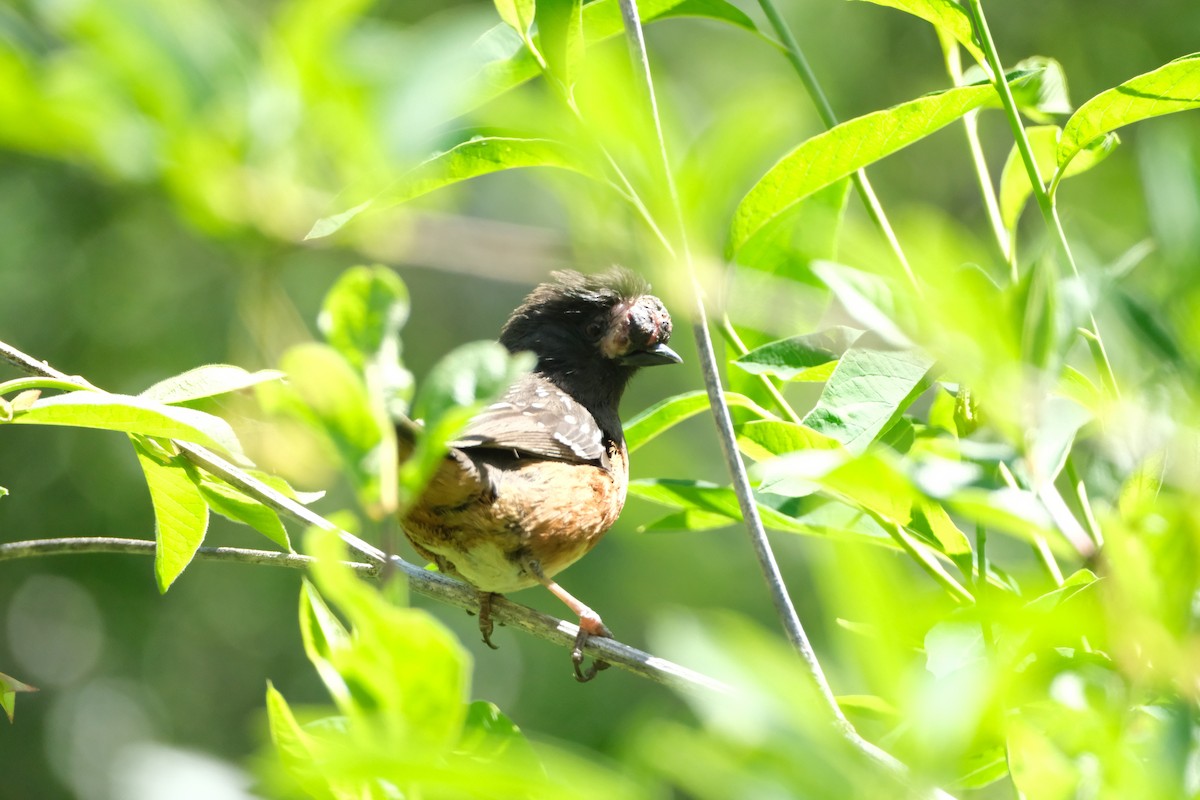 ホシワキアカトウヒチョウ - ML635785869