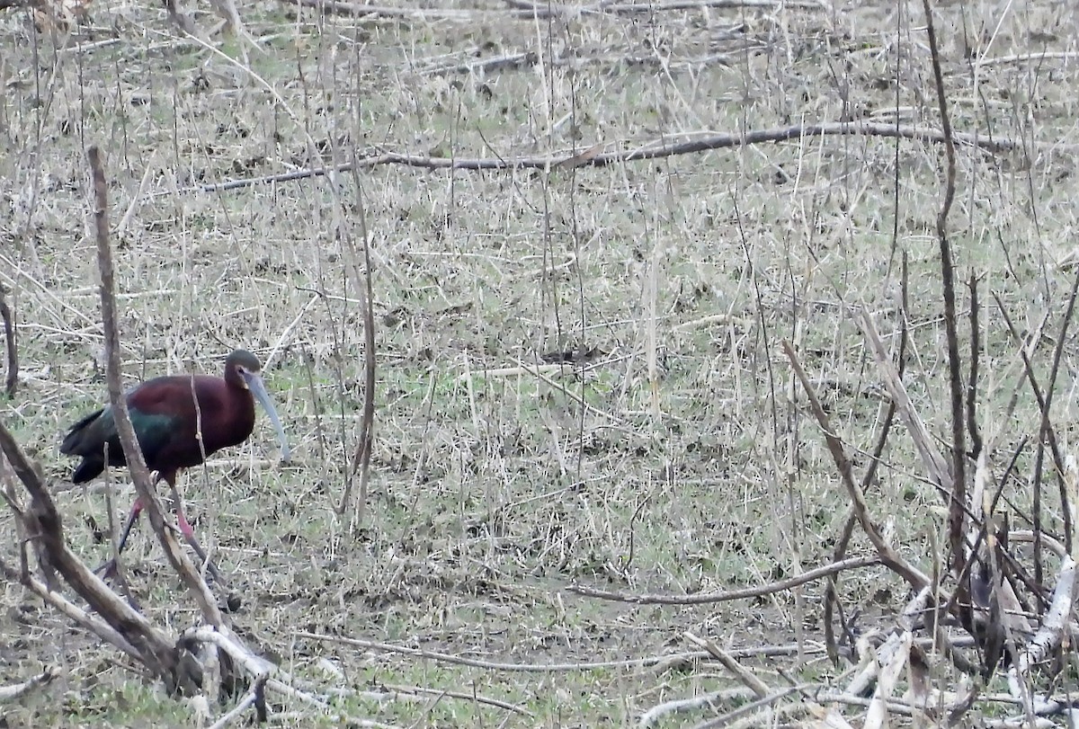 ibis americký - ML635785970