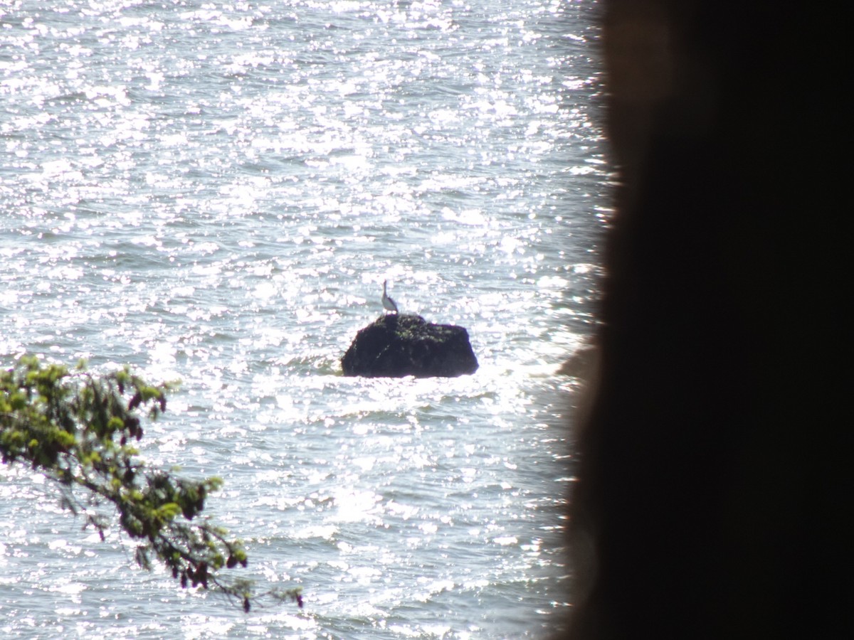 pelikán hnědý - ML635786002