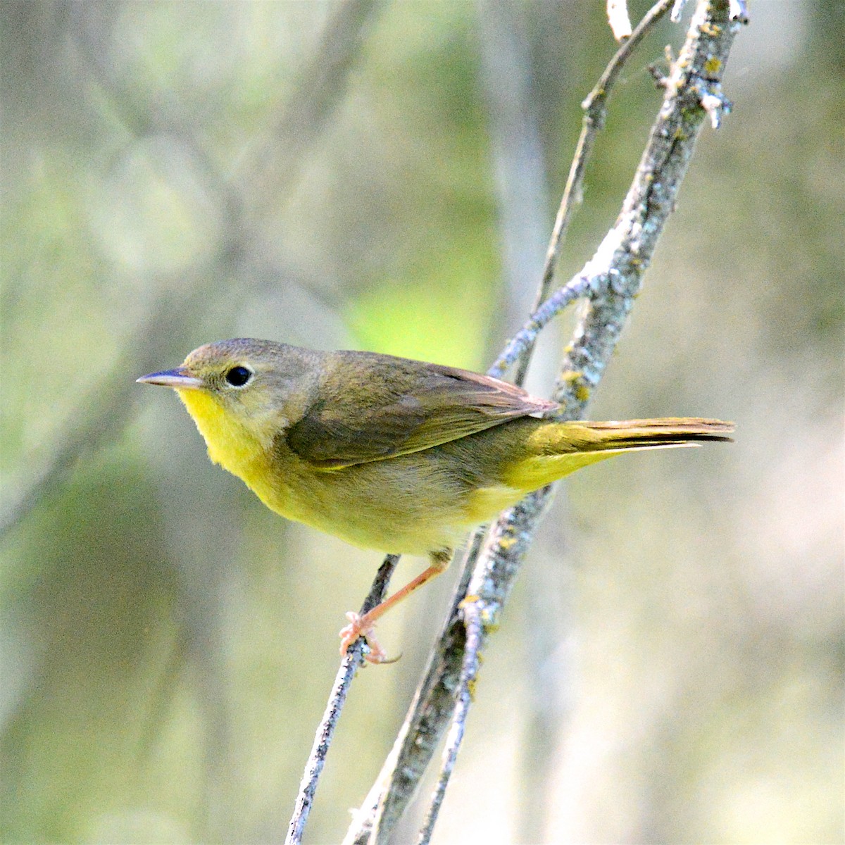 Common Yellowthroat - ML635786017