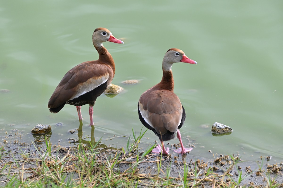 Black-bellied Whistling-Duck - ML635786164