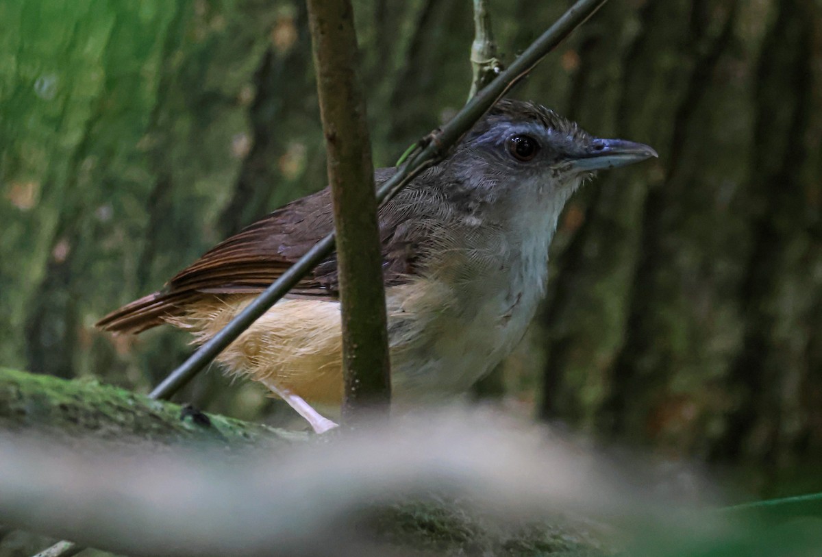 Horsfield's Babbler - ML635786166