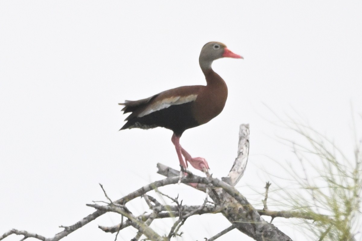 Black-bellied Whistling-Duck - ML635786170
